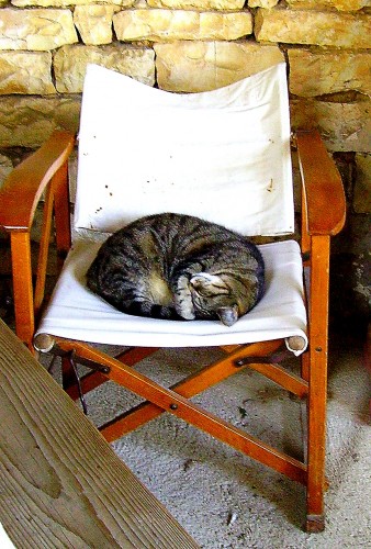 chat, cat, coussin, trompe l'oeil, cushion, 
