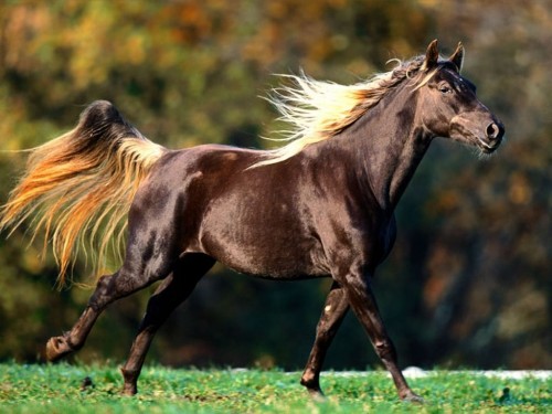 cheval, happiness, association, solidarité, sauvetage, équidés, cheval, chevaux, abattoir,