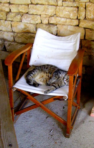 chat, cat, coussin, trompe l'oeil, cushion,