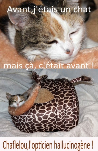 chat, chit, lit, couchage, coussin, maison, cosy, cute, lovely, cat, dog, fun, girafe, animal, 